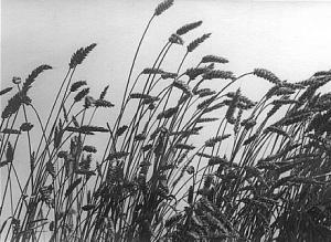 Waving Wheat