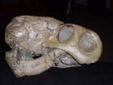 Lycaenops, a victim of the extinction