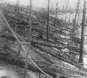 Trees knocked over by the Tunguska event