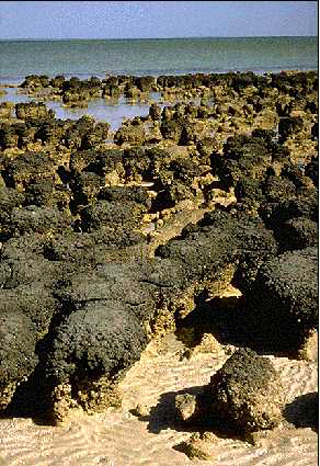 stromatolite stromatolite