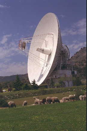 MadridDSNantennaSheep