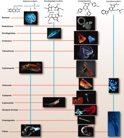 Fig11